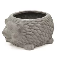 Sündisznó kaspó, Szürke