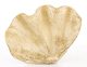 Kagylóhéj, Világosbarna