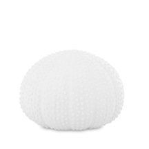 Tengeri sün dísz, Fehér