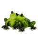 Béka pár dísz, Zöld