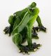 Béka pár dísz, Zöld